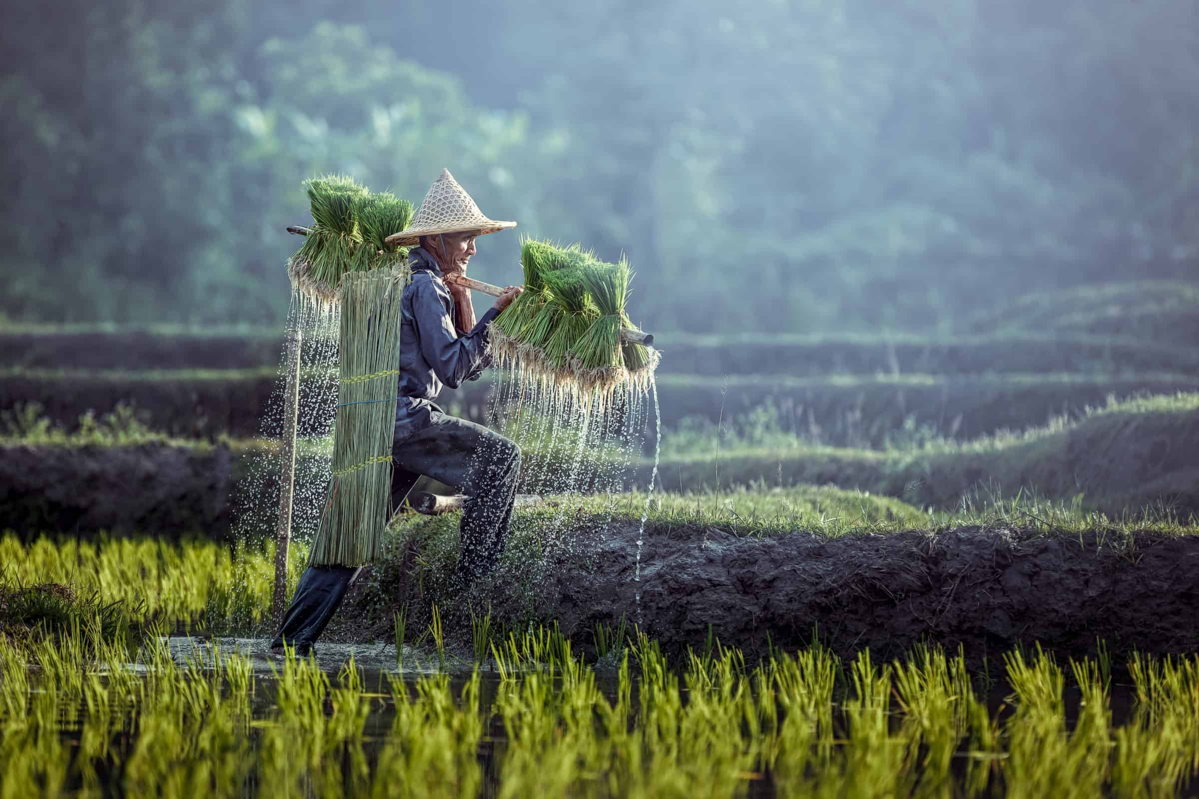 An old Asian man harvesting plants in a field and carrying a shoulder pole